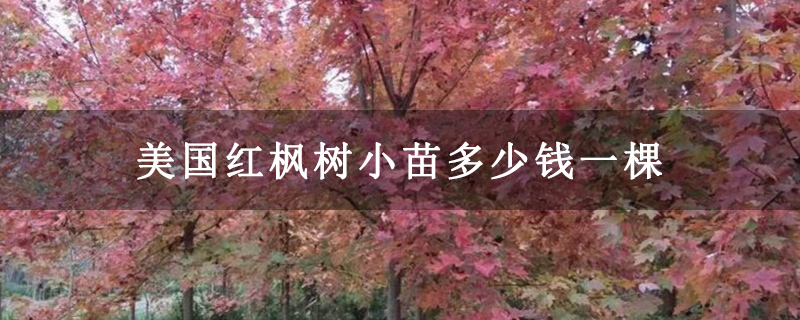 美国红枫树小苗多少钱一棵