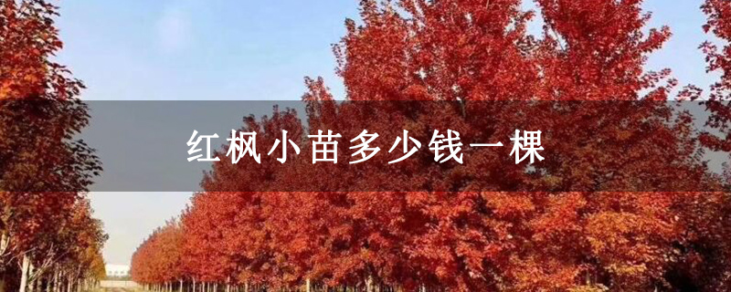 红枫小苗多少钱一棵