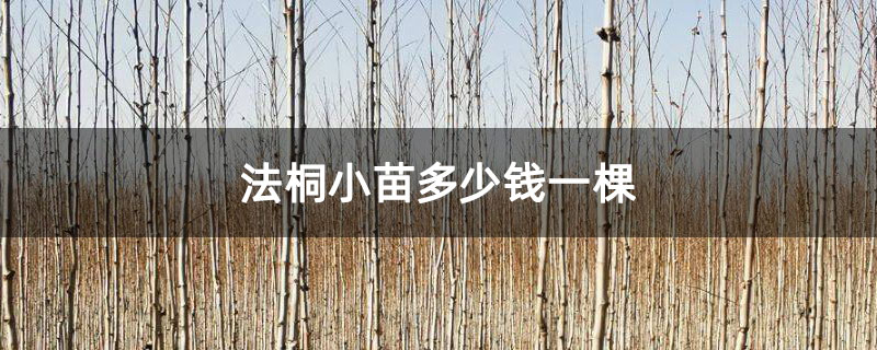 法桐小苗多少钱一棵