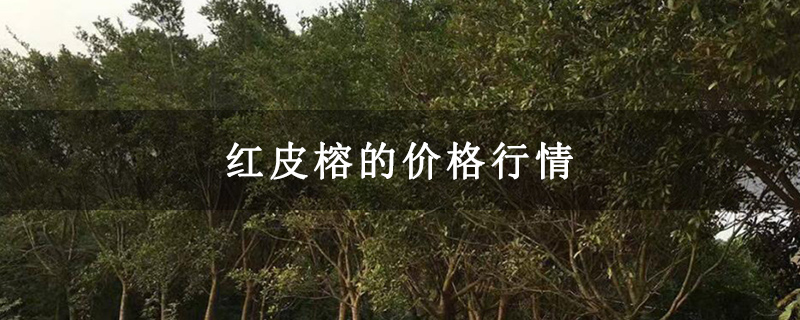 红皮榕的价格行情