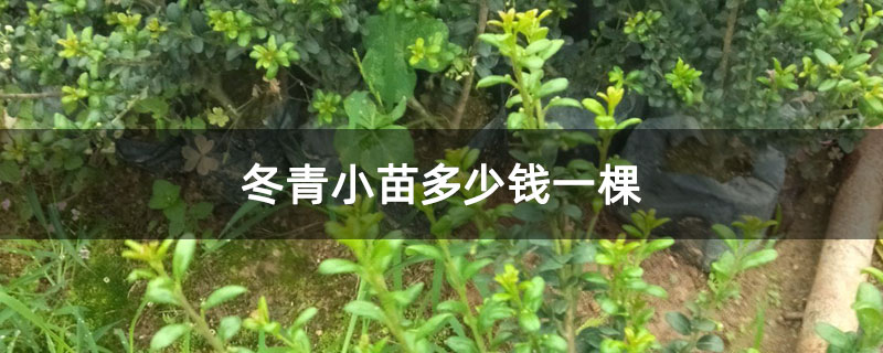 冬青小苗多少钱一棵 冬青小苗多少钱一棵