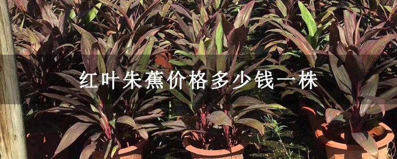 红叶朱蕉价格多少钱一株