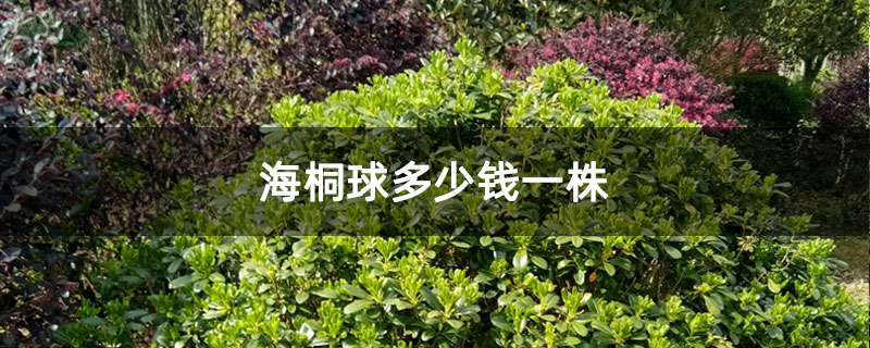 海桐球多少钱一株