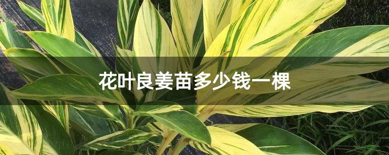 花叶良姜苗多少钱一棵 花叶良姜苗多少钱一棵