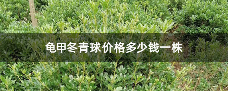 龟甲冬青球价格多少钱一株