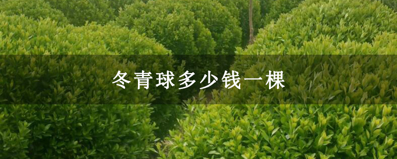 冬青球多少钱一棵