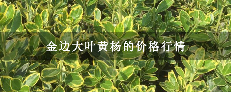 金边大叶黄杨的价格行情