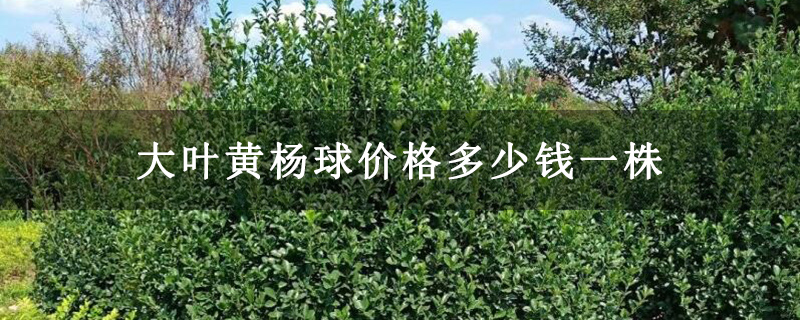大叶黄杨球价格多少钱一株