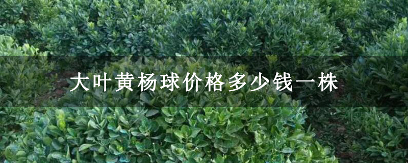 大叶黄杨球价格多少钱一株