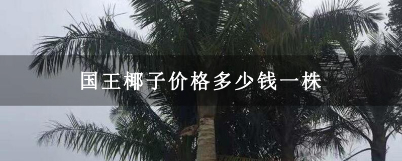 国王椰子价格多少钱一株