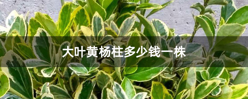 大叶黄杨柱多少钱一株