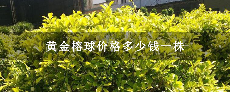 黄金榕球价格多少钱一株