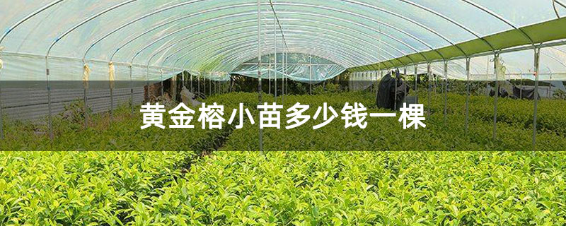 黄金榕小苗多少钱一棵 黄金榕小苗多少钱一棵