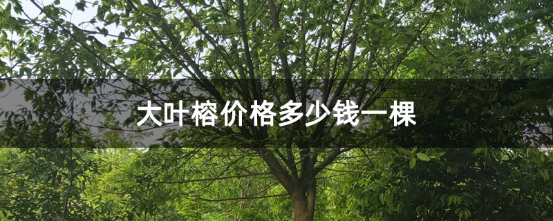 大叶榕价格多少钱一棵