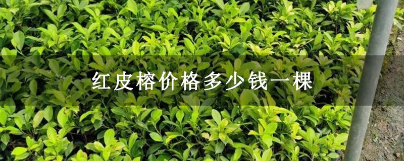 红皮榕价格多少钱一棵