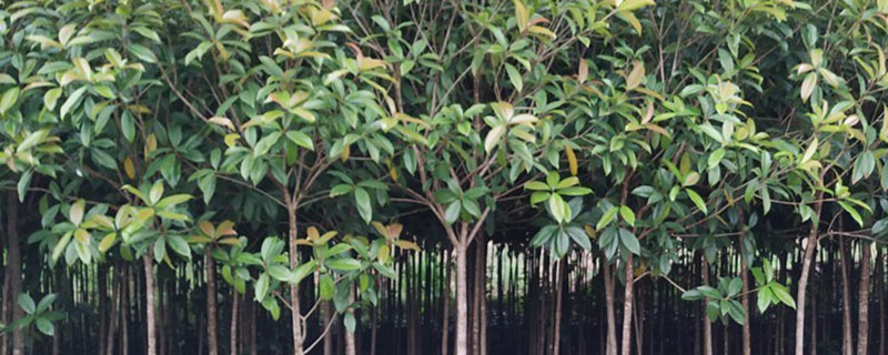 5公分桂花树价格多少钱一棵