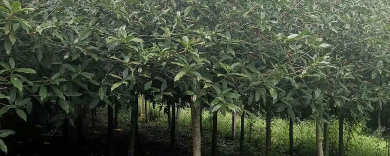 20公分桂花树价格多少钱一棵