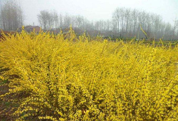 连翘花