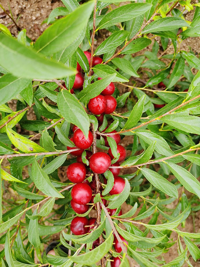 欧李什么时候种?欧李种植时间和栽培要点