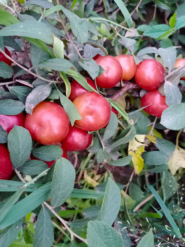 欧李树北方能种植吗?钙果适合什么地区种植?
