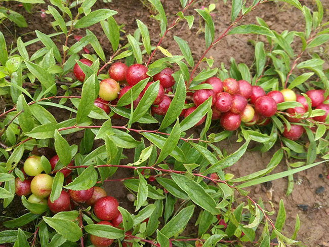 欧李树北方能种植吗?钙果适合什么地区种植?