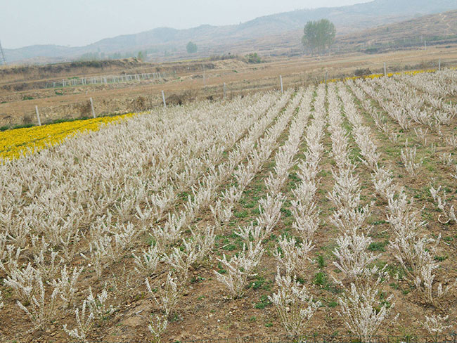 欧李树北方能种植吗?钙果适合什么地区种植?