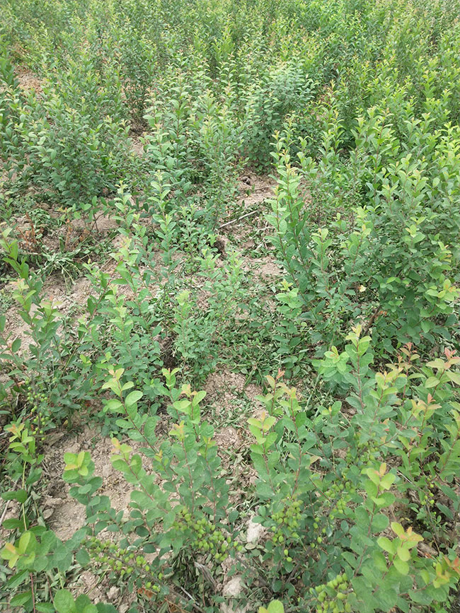 欧李树北方能种植吗?钙果适合什么地区种植?