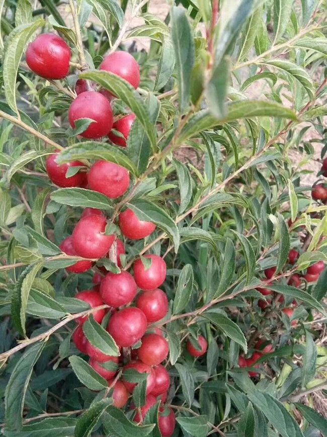 中华钙果什么时候种植?中华钙果八号种植技术