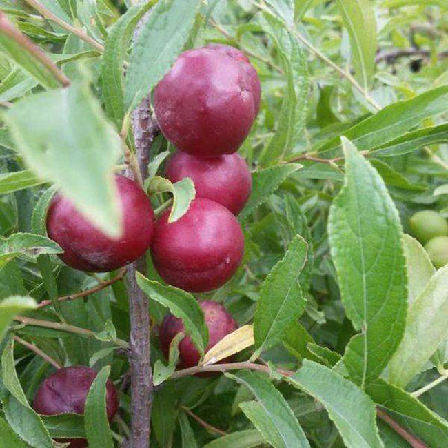 钙果种子如何育苗?钙果种植育苗方法