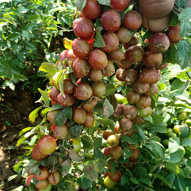 钙果怎么种植?钙果种植技术方法