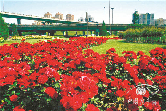 北京地区月季栽培养护技术