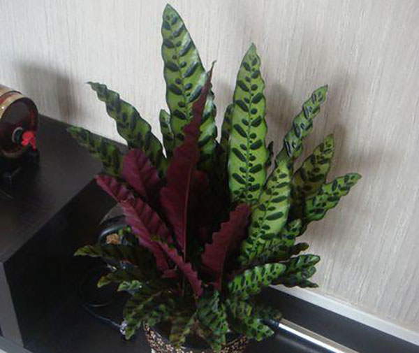 猫眼竹芋有毒吗？猫眼竹芋适合放卧室吗