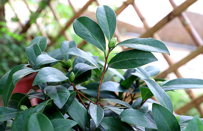 茶花掉花苞怎么办？看看原因有哪些？