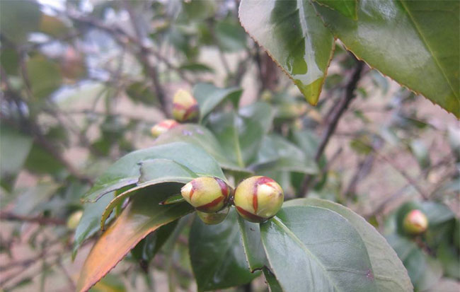 茶花
