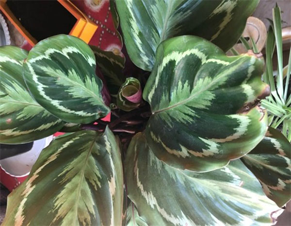 花叶竹芋