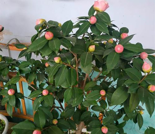 茶花3.jpg