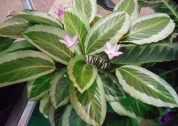 花叶竹芋怎么种植？花叶竹芋种植技术