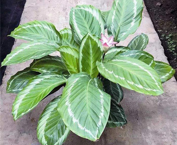 花叶竹芋