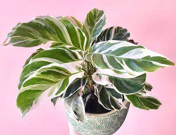 花叶竹芋怎样养？花叶竹芋的养殖方法