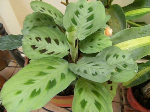 花叶竹芋怎么浇水？花叶竹芋的养护要点