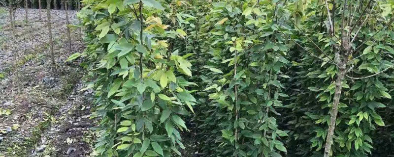 油麻藤多少钱一株