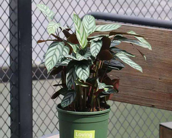 飞羽竹芋怎么浇水？飞羽竹芋浇水管理方法
