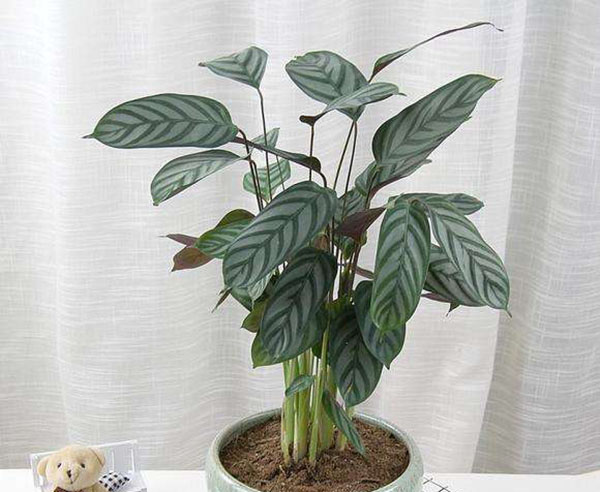 飞羽花适合在卧室养吗？飞羽竹芋放哪里合适？