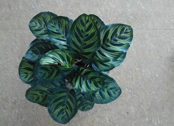 孔雀竹芋