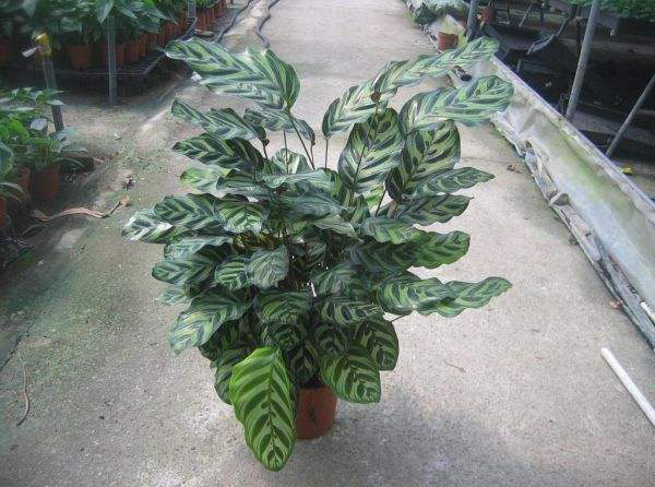 孔雀竹芋怎么浇水？竹芋浇水的正确方法