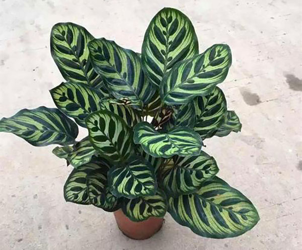 孔雀竹芋