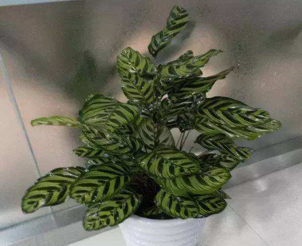 孔雀竹芋盆栽