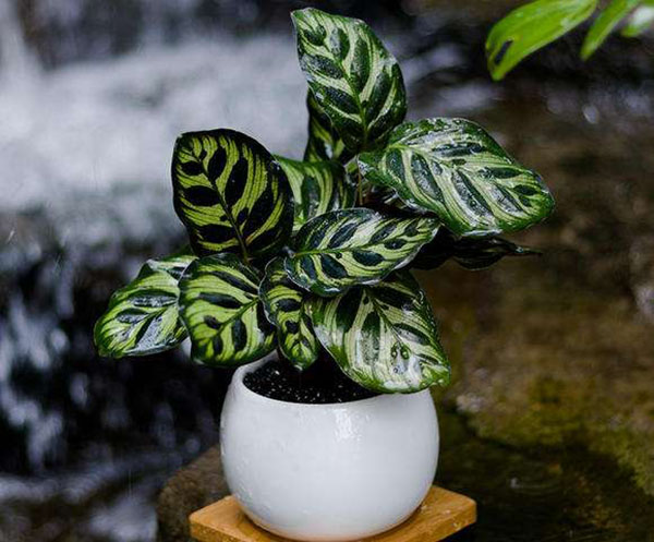 孔雀竹芋