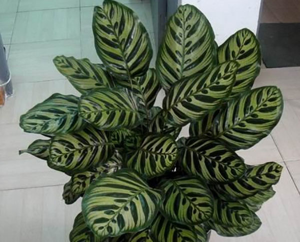 孔雀竹芋吸甲醛吗？孔雀竹芋适合室内养吗？