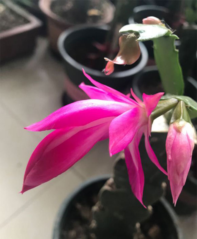 带花苞的蟹爪兰怎么养？